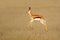 Jumping springbok antelope - South Africa