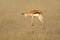 Jumping springbok antelope - South Africa