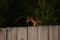 Jumping squirrel on the fence