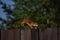 Jumping squirrel on the fence