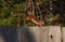 Jumping squirrel on the fence and pine forest