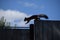 Jumping squirrel silhouette on the fence