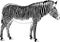 Jumping striped African Zebra, hand-drawn in full- length