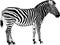 Jumping striped African Zebra, hand-drawn in full- length