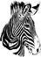 Jumping striped African Zebra, hand-drawn in full- length