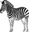 Jumping striped African Zebra, hand-drawn in full- length