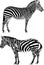 Jumping striped African Zebra, hand-drawn in full- length ink