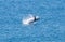 Jumping Whale, Fraser Island, Australia, Queensland