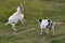 A jumping white goat attacks a gray goat