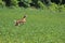 Jumping Whitetail Fawn