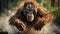 Jumping Wild Orangutan