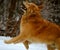 Jumping in the winter snow in NH