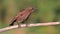 Jumping young starling on a dry branch