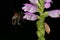 Jumpseed Physostegia virginiana flower with bumblebee