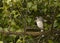 Junco Bird Sitting on Tree Branch Facing Left