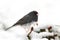 Junco On A Branch