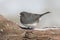 Junco On A Branch With Snow