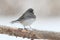 Junco On A Branch in a Snow Storm