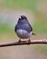 Junco Dark-eyed Photo and Image. Close-up front view perched with a beautiful coloured background in its environment and