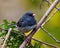 Junco Dark-eyed Photo and Image. Close-up front view perched with a blur background in its environment and surrounding