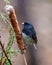 Junco Dark-eyed Photo and Image. Close-up side view perched on a cattail with a brown soft background in its environment. Dark-