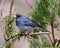 Junco Dark-eyed Photo and Image. Close-up side view perched with a coniferous forest background in its environment and habitat