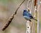 Junco Dark-eyed Photo and Image. Close-up side view perched on a twig with a brown soft background in its environment. Dark-eyed