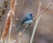 Junco Dark-eyed Photo and Image. Close-up view perched on a bud tree branch with a blur brownish background in its environment and