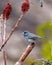 Junco Dark-eyed Photo and Image. Close-up view perched on a cattail with a blur background and red stag horn sumac in its