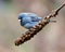 Junco Dark-eyed Photo and Image. Close-up view perched on a dried mullein stalk plant with a blur rainbow background in its