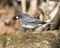 Junco Dark-eyed Photo. Standing on  moss rock with a blur background and enjoying its environment and habitat in the forest. Image