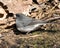 Junco Dark-eyed Photo. Standing on moss rock with a blur background and enjoying its environment and habitat in the forest. Image