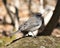 Junco Dark-eyed Photo. Standing on  moss rock with a blur background and enjoying its environment and habitat in the forest. Image