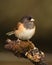 Junco Mossy Perch