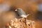 Junco On A Perch