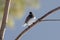 Junco Perched On a Branch