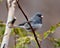 Junco Photo and Image. Close-up view perched on a tree buds with a blur forest background in its environment and habitat