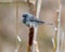 Junco Photo and Image. Slate Coloured Junco perched on a cattail with a soft background in its environment and displaying multi