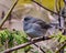 Junco Photo and Image. Slate Coloured Junco perched on a tree branch with a soft brown background in its environment and