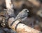 Junco Photo Stock. Female bird perched on a tree branch with a blur background in its environment and habitat in the forest. Image