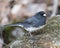 Junco Photo Stock. Standing on  moss with a blur background and enjoying its environment and habitat in the forest. Image. Picture
