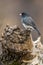 Junco Sitting on Log Early Spring Gray with tan Background