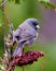 Junco Slate Coloured Photo and Image. Slate Coloured Junco close-up rear view perched on ared stag horn sumac branch with a soft