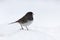 Junco in Snow