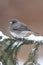 Junco On A Snow-covered Branch