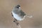 Junco On A Snow-covered Branch