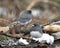 Junco Stock Photo. Birds perched on a branch displaying grey feather plumage, with a blur background in  their environment and
