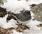 Junco Stock Photo.  Female bird standing on snow and brown leaves feeding with a blur white background and enjoying its