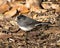 Junco stock photo. Junco close-up profile view on the ground with brown leaves in the autumn season in its environment and habitat