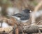 Junco Stock Photo. Perched on a branch displaying grey feather plumage, head, eye, beak, feet, with a blur background in its
